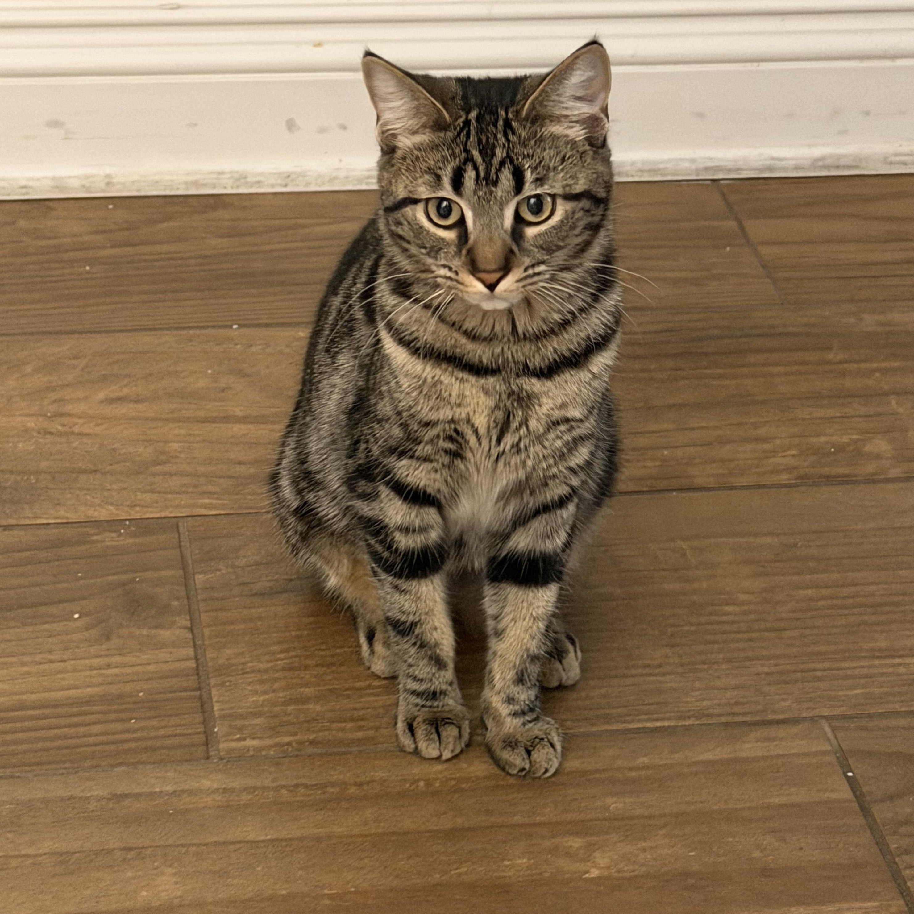 Penny, Adoptable, Kitten Female Domestic Short Hair & Tabby.