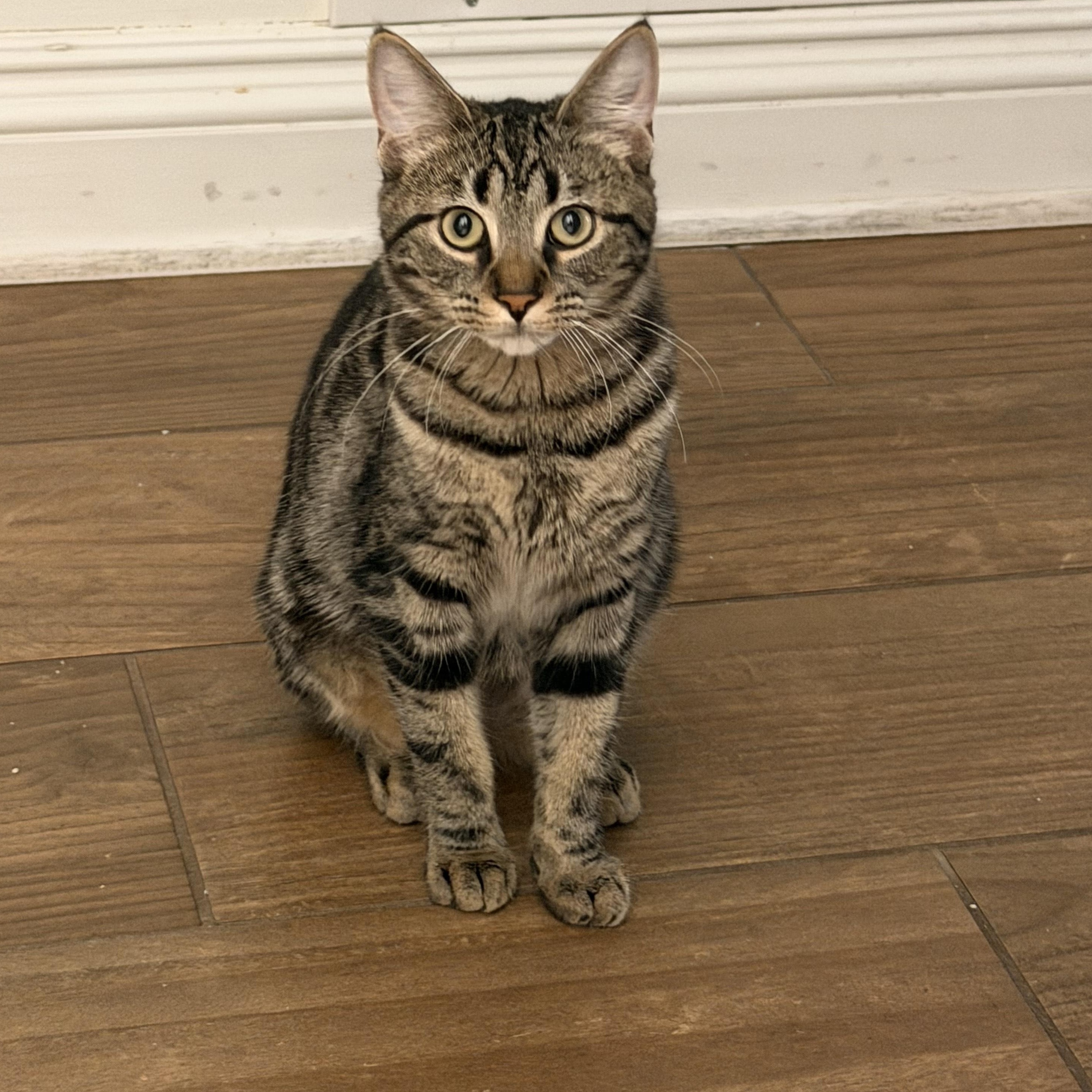 Enlarge Penny, a Adoptable mixed breed in Rochester Hills, MI image 3/5