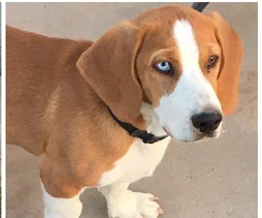 Enlarge Canelo, a Adoptable mixed breed in Salt Lake City, UT image 2/2