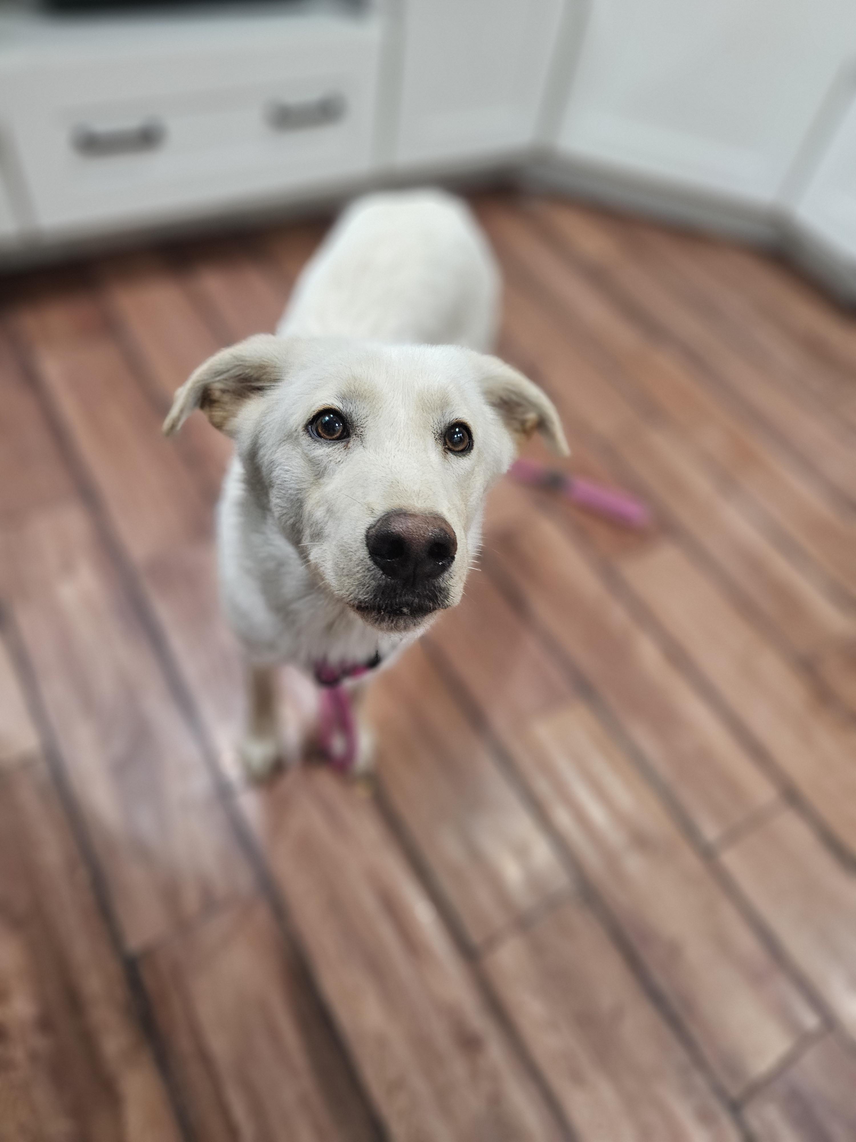 Enlarge Janet so il, a Adoptable mixed breed in MURPHYSBORO , IL image 3/4