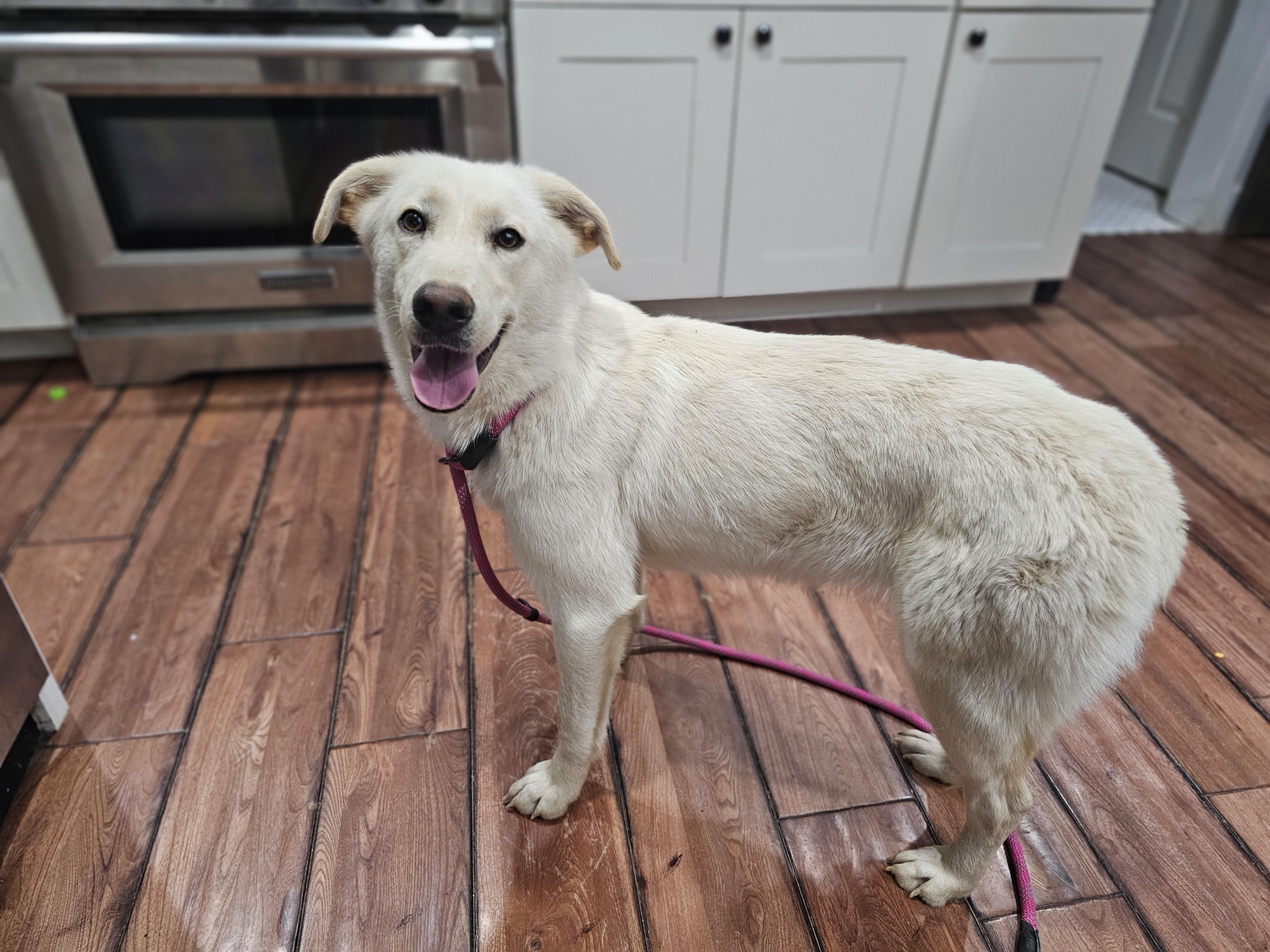 Janet so il, Adoptable, Young Female Great Pyrenees & Corgi.