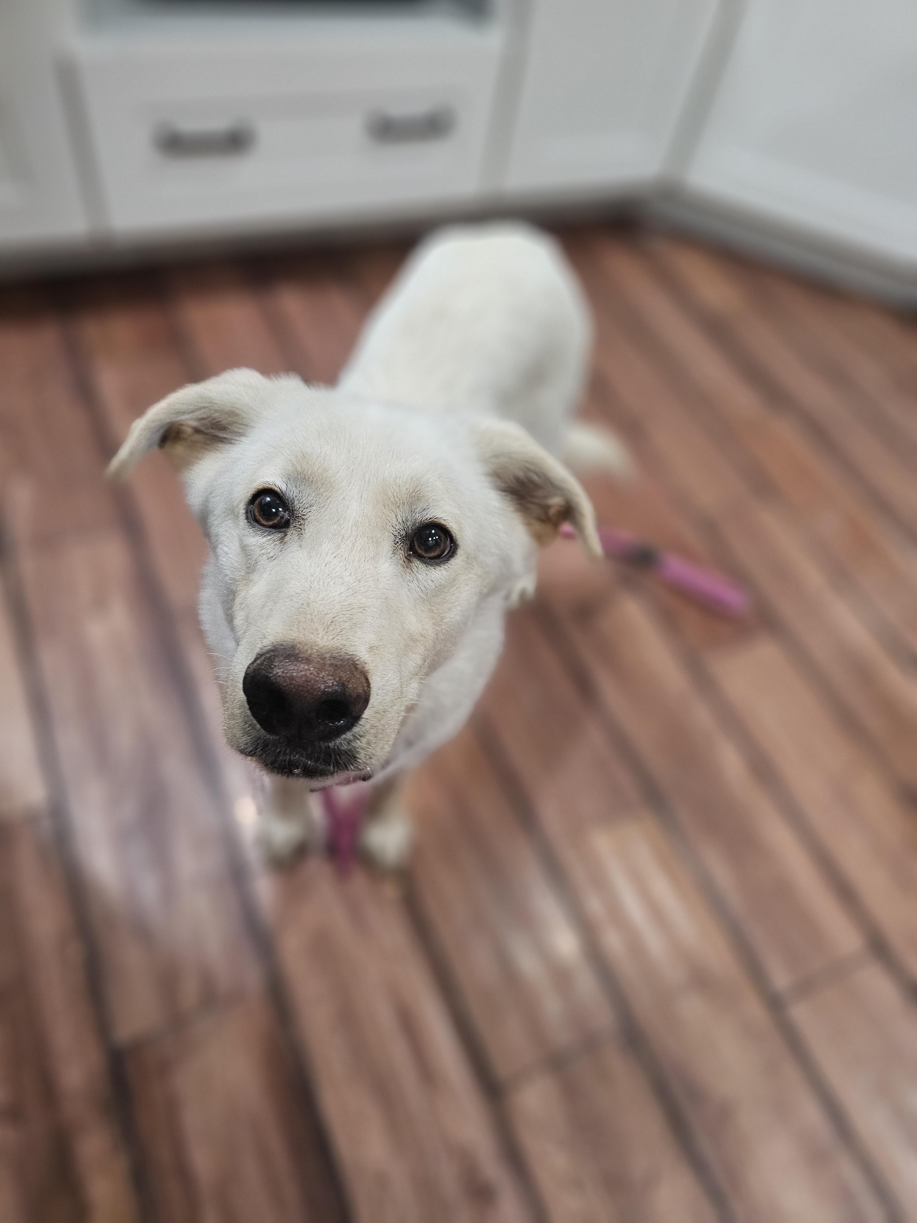 Enlarge Janet so il, a Adoptable mixed breed in MURPHYSBORO , IL image 2/4