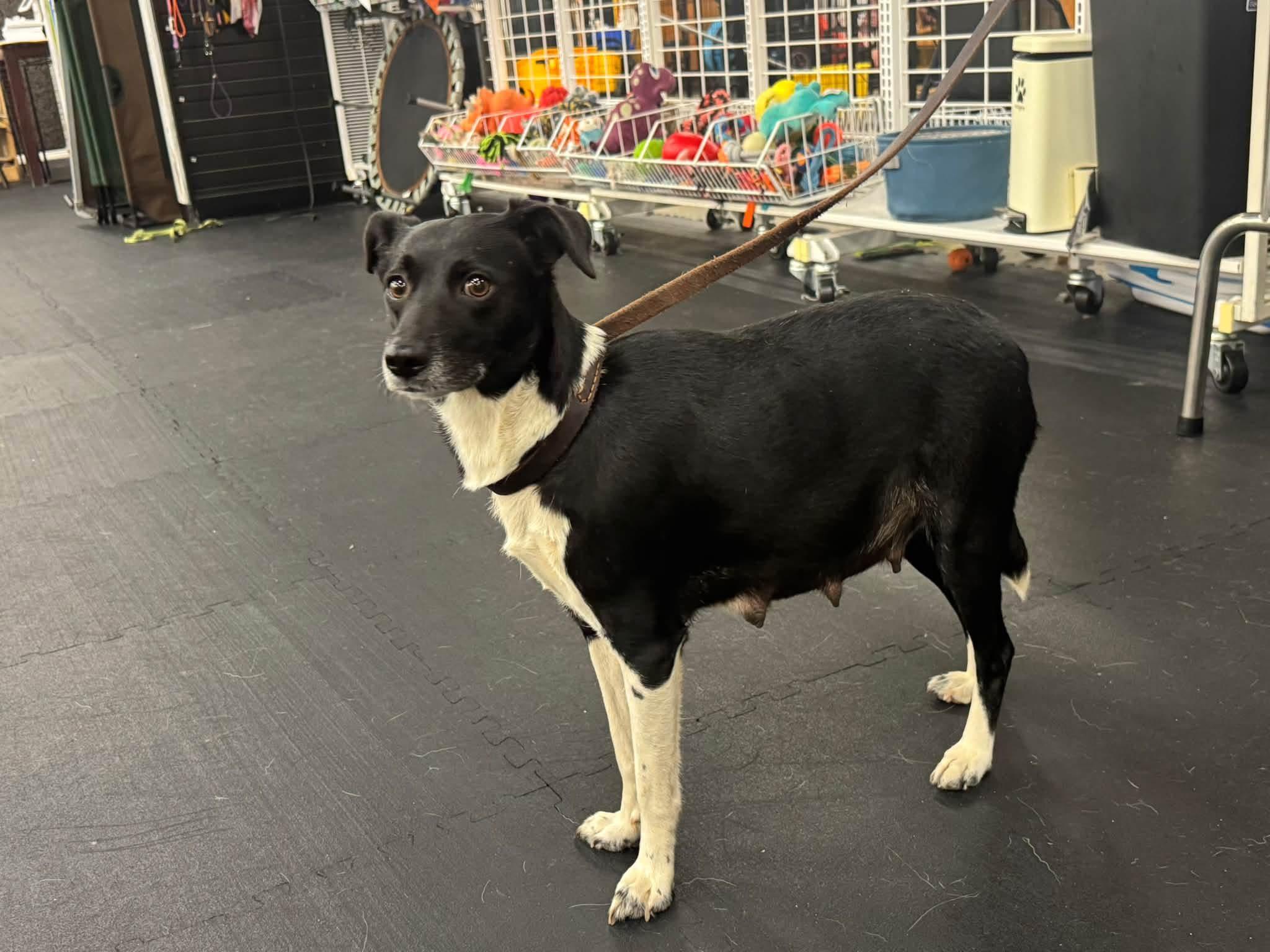 Enlarge Velma, a Adoptable mixed breed in North Bend, OR image 2/2