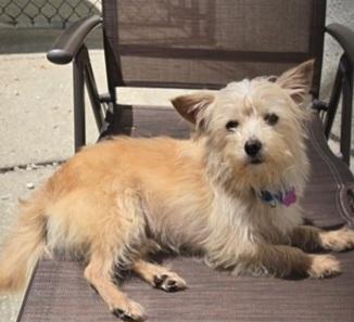 Jax, ADOPTABLE, Young Male Terrier & Mixed Breed.