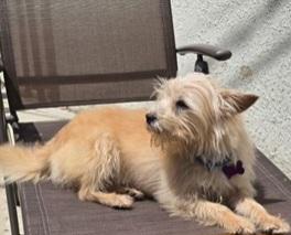 Jax, a ADOPTABLE mixed breed in Ellicott City, MD image 3/3