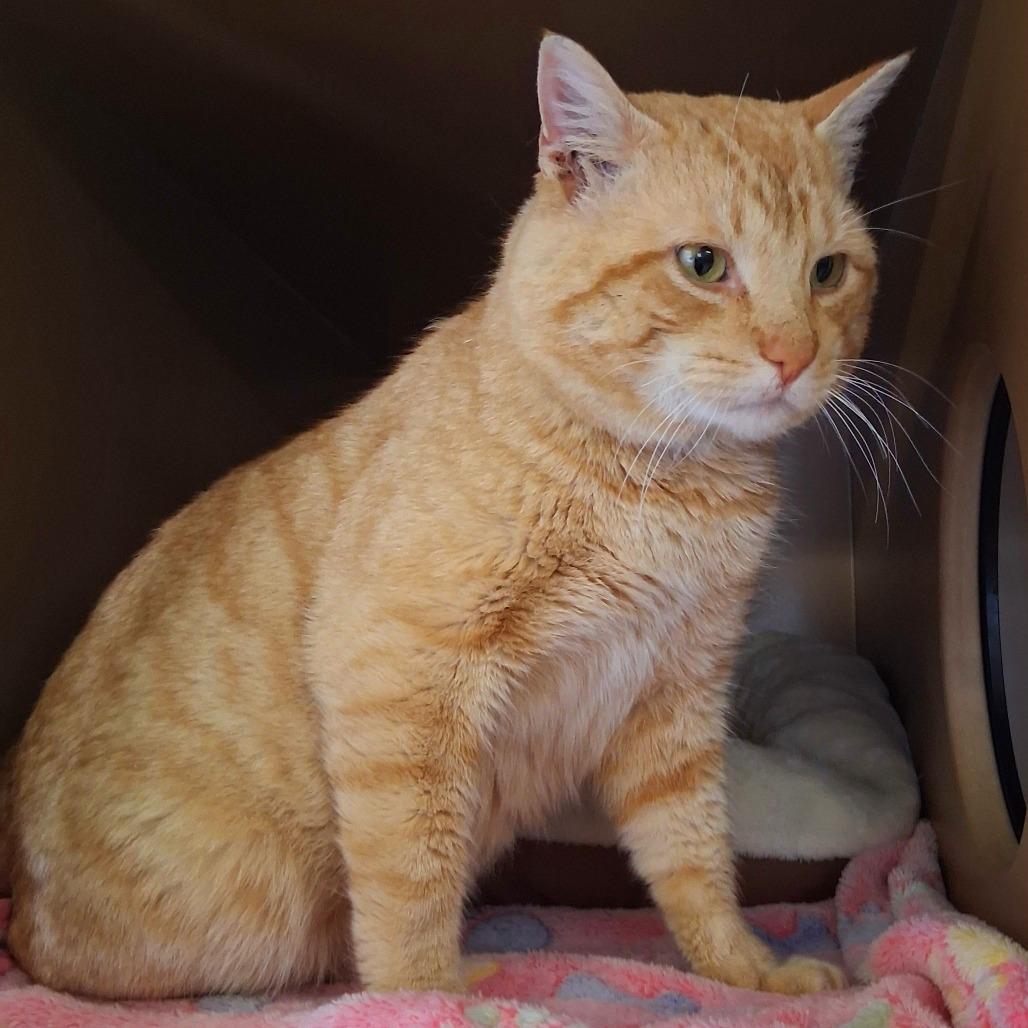 Jeremy, Adoptable, Senior Male Domestic Short Hair.