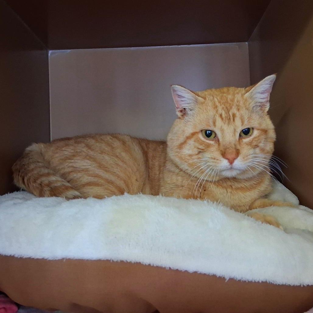 Enlarge Jeremy, a Adoptable Domestic Short Hair in Middlebury, VT image 2/6