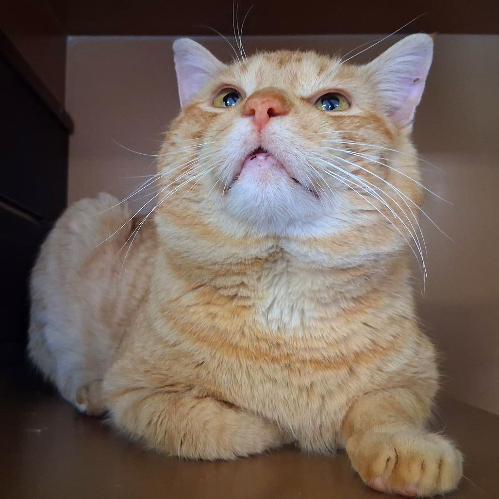 Enlarge Jeremy, a Adoptable Domestic Short Hair in Middlebury, VT image 6/6