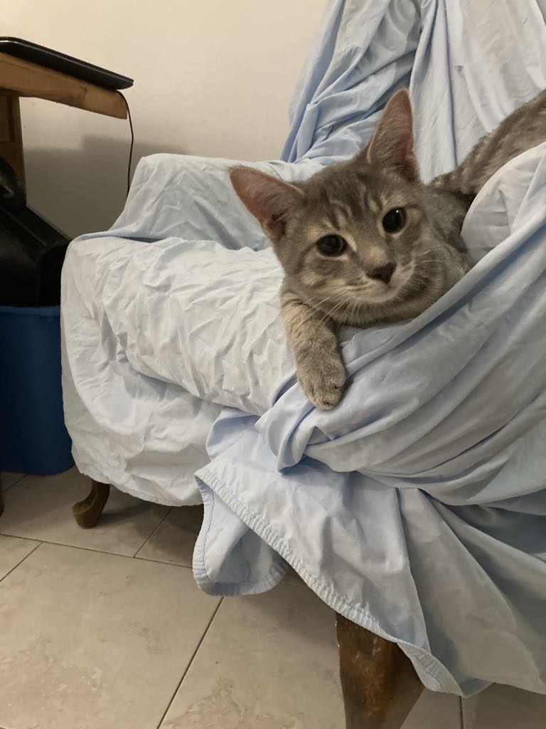 Monty, Adopted, Kitten Male American Shorthair.