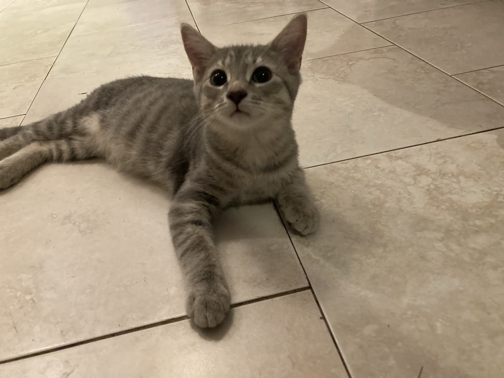 Monty, a Adopted American Shorthair in Lasalle, QC image 2/5