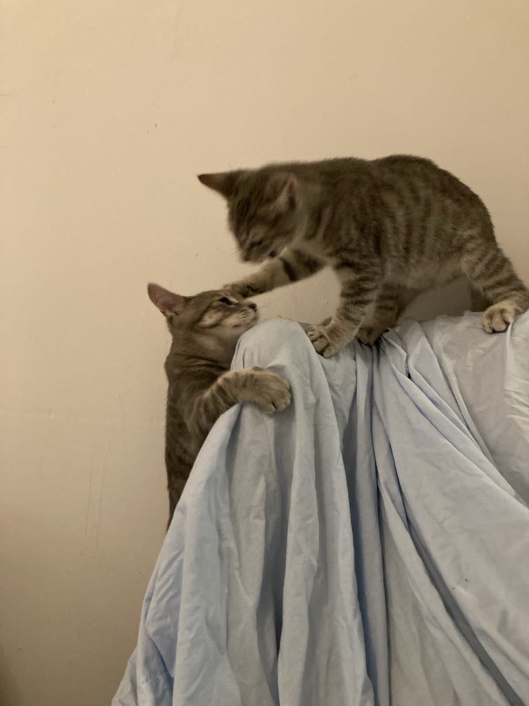 Monty, a Adopted American Shorthair in Lasalle, QC image 3/5