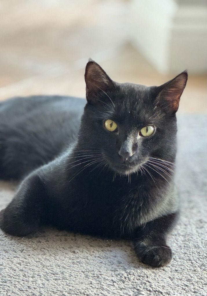 Blackberry *, Adoptable, Young Male Domestic Short Hair.