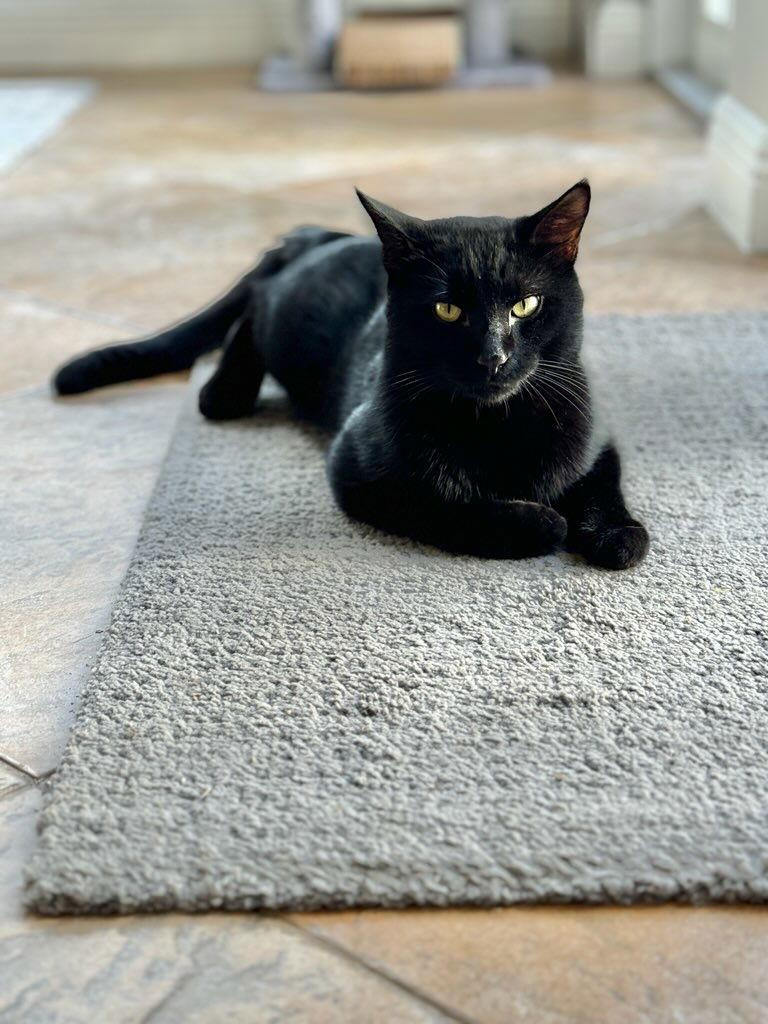 Blackberry *, a Adoptable Domestic Short Hair in Royal Palm Beach, FL image 3/3