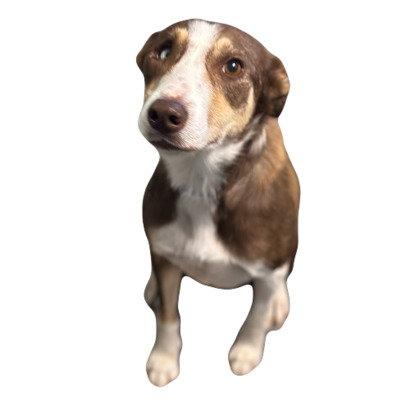 Petra, Adoptable, Adult Female Border Collie.