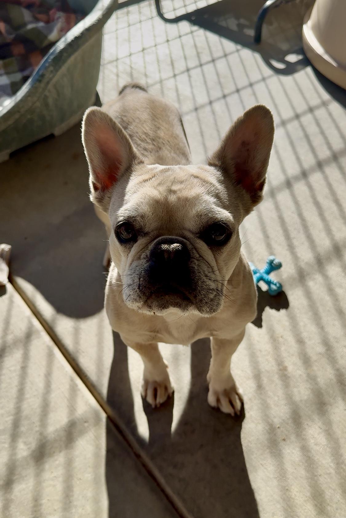 Enlarge Lana, a Adoptable French Bulldog in Littlerock, CA image 1/3
