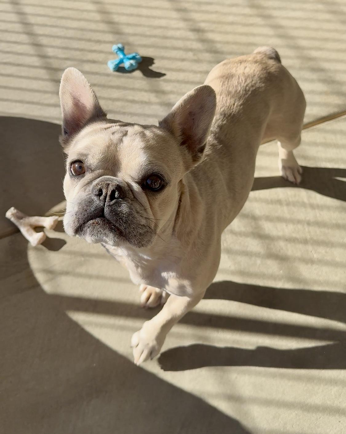 Enlarge Lana, a Adoptable French Bulldog in Littlerock, CA image 2/3