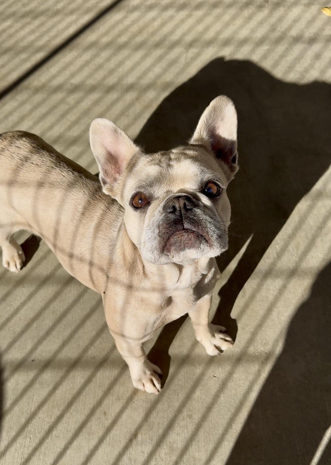 Enlarge Lana, a Adoptable French Bulldog in Littlerock, CA image 3/3