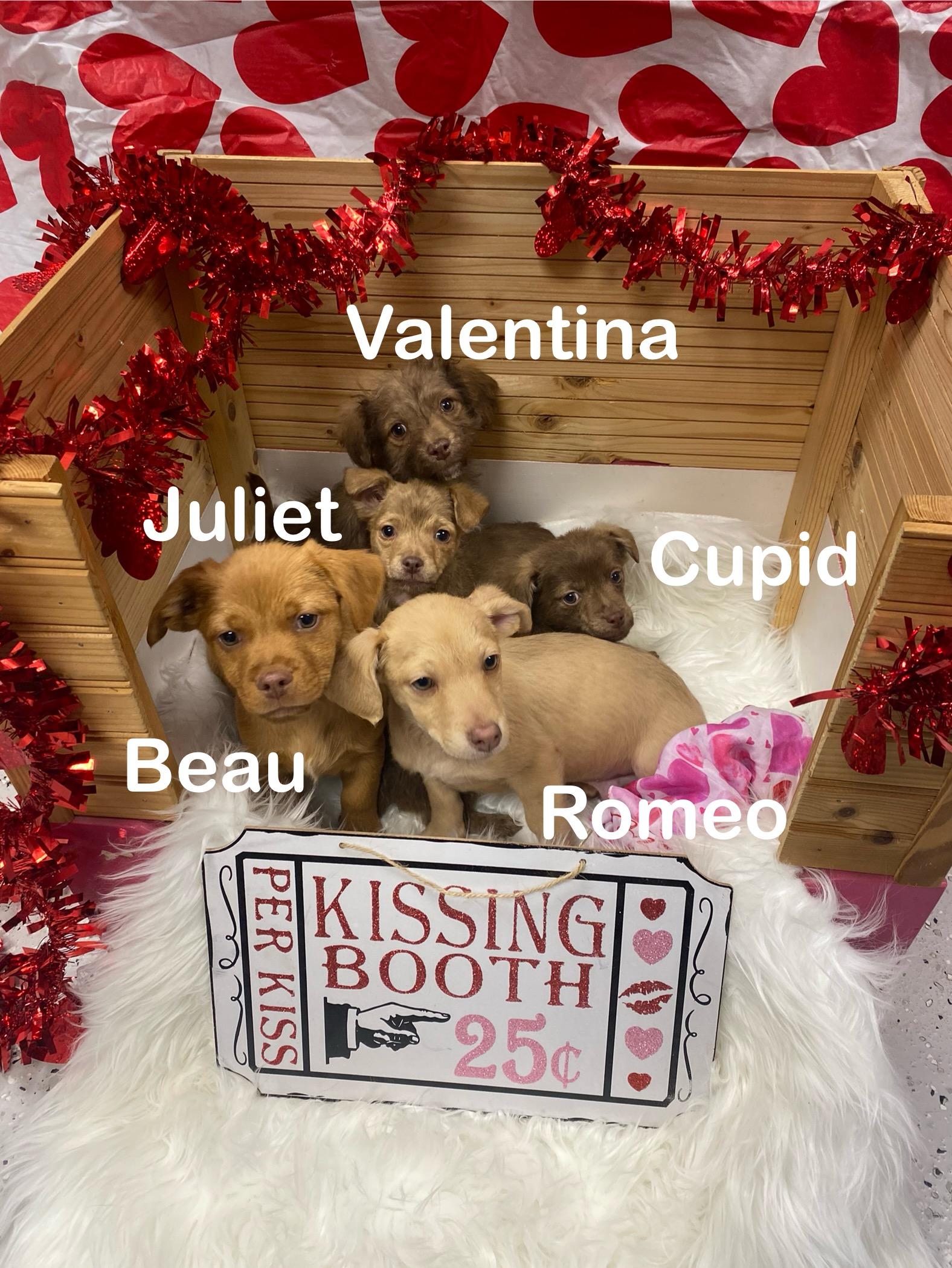 Enlarge Valentines Puppies, an adopted mixed breed in Burgaw, NC image 1/1