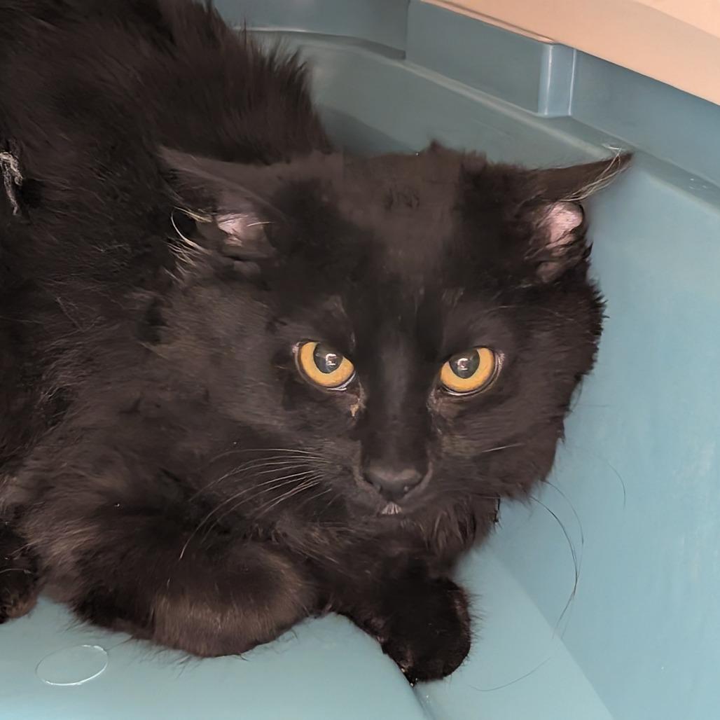 Chicken, Adoptable, Young Male Domestic Medium Hair.