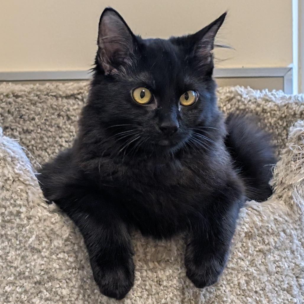 Chicken, Adoptable, Young Male Domestic Medium Hair.