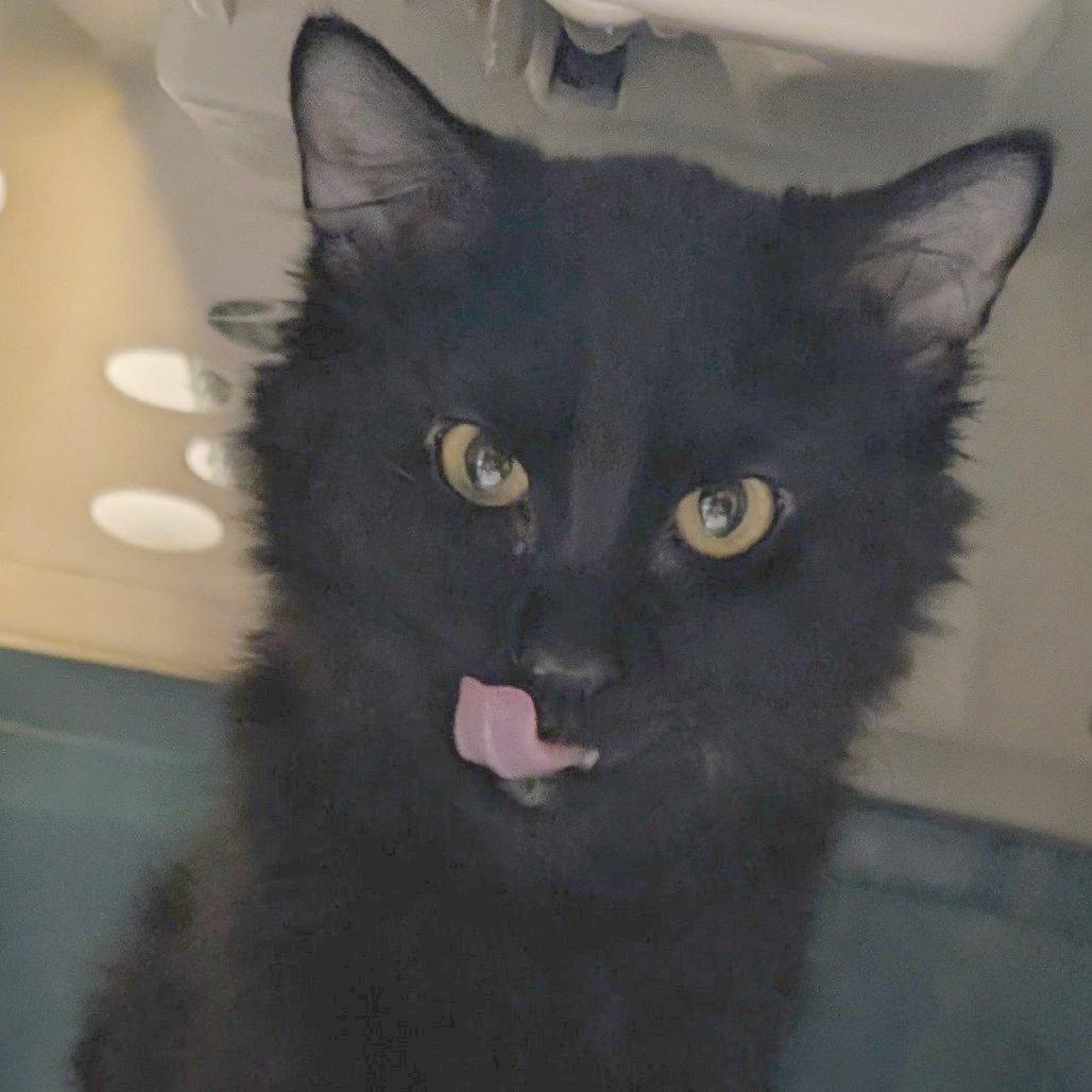 Chicken, a Adoptable Domestic Medium Hair in Sonoma, CA image 2/4