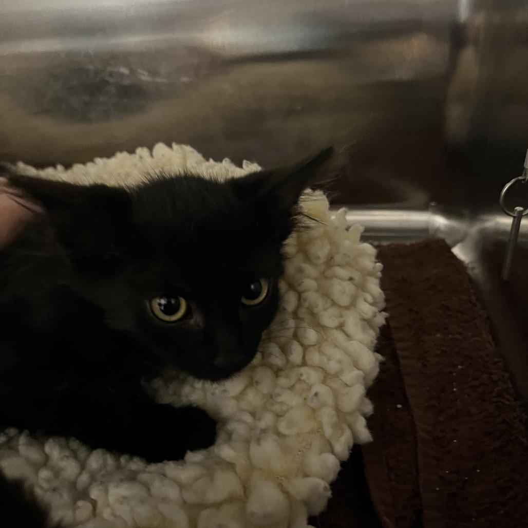 Chicken, a Adoptable Domestic Medium Hair in Sonoma, CA image 3/4