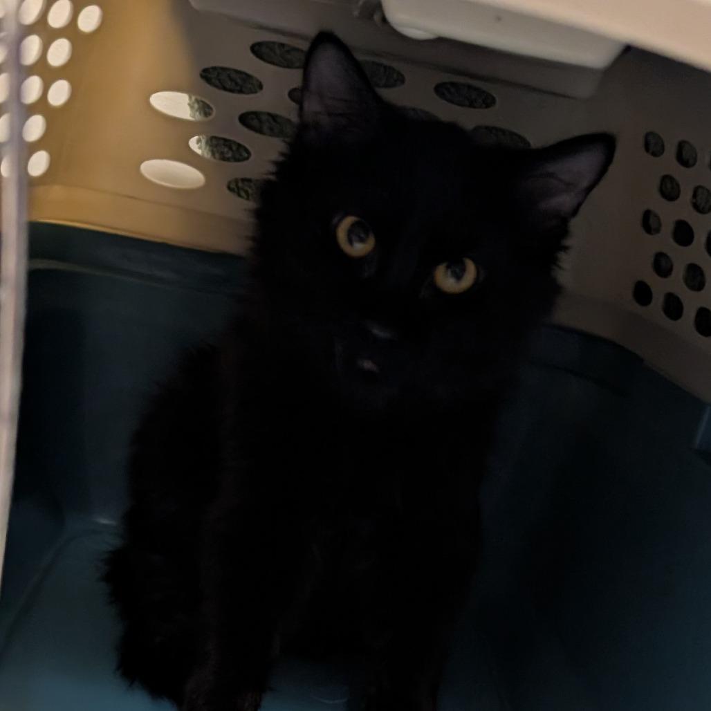 Chicken, a Adoptable Domestic Medium Hair in Sonoma, CA image 4/4