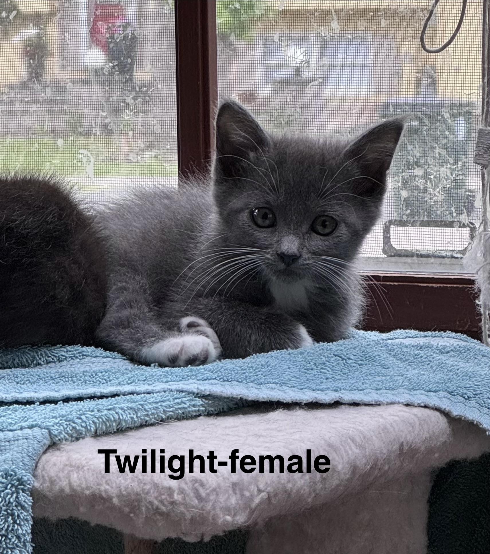 Twilight, a Adoptable Domestic Medium Hair in Crystal Lake, IL image 2/3