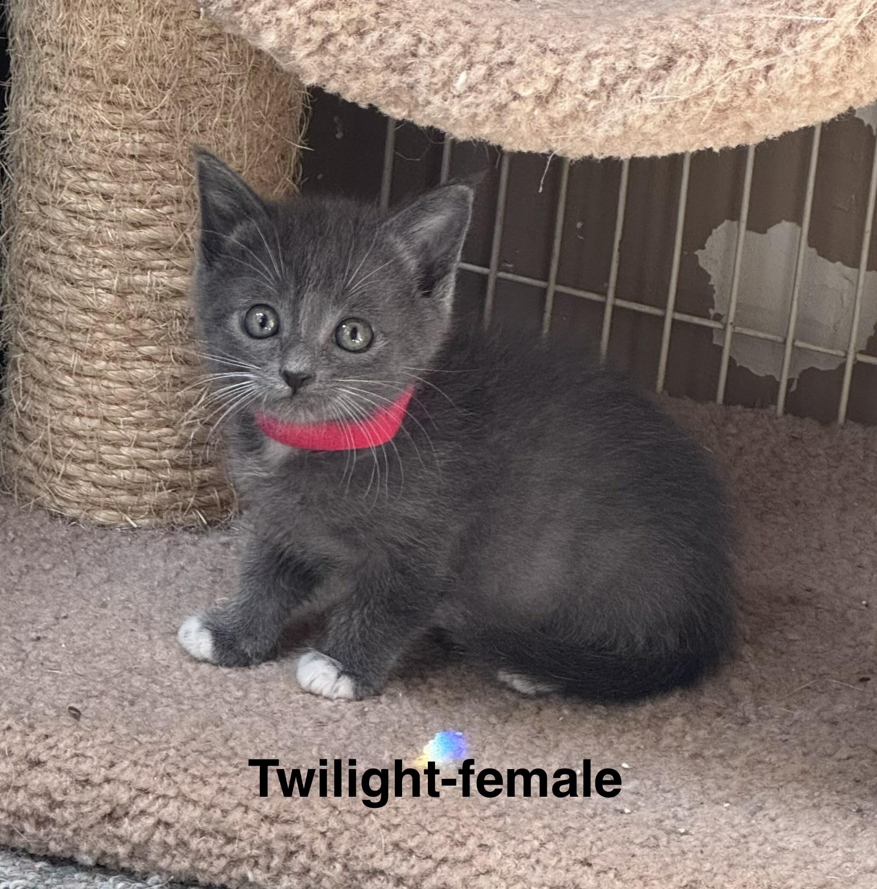 Twilight, a Adoptable Domestic Medium Hair in Crystal Lake, IL image 1/3