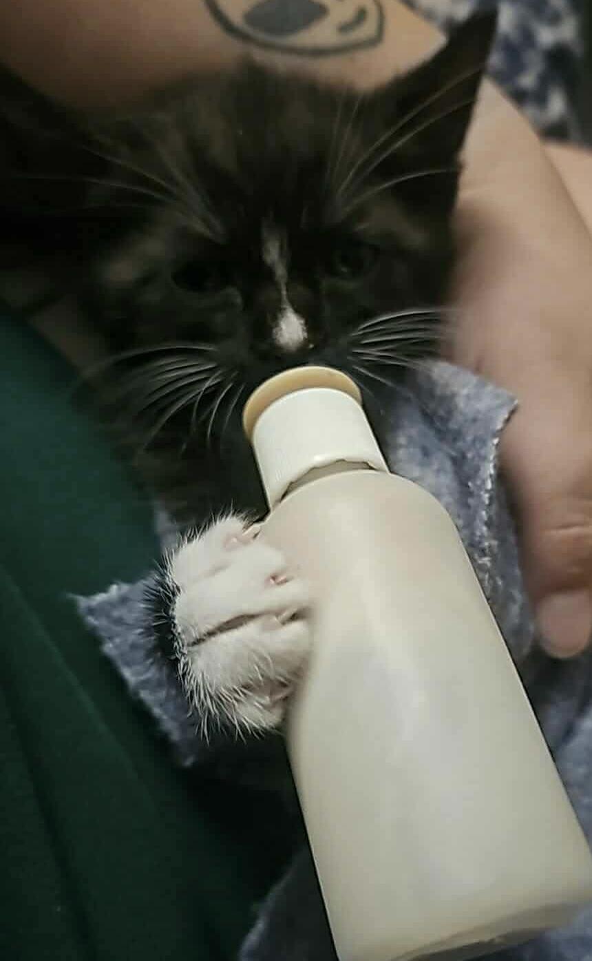 Pugsley, ADOPTABLE, Young Male Domestic Short Hair.