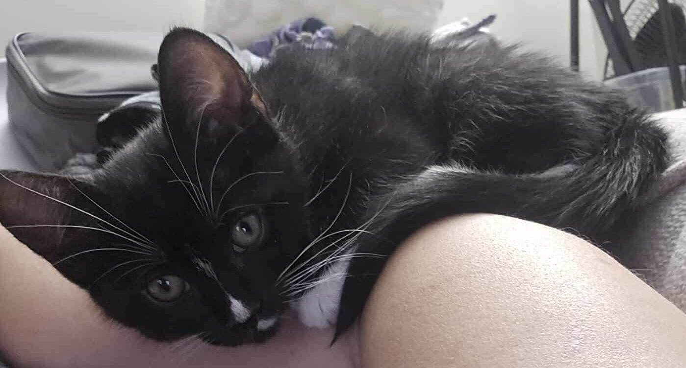 Pugsley, a ADOPTABLE Domestic Short Hair in Belchertown, MA image 2/2