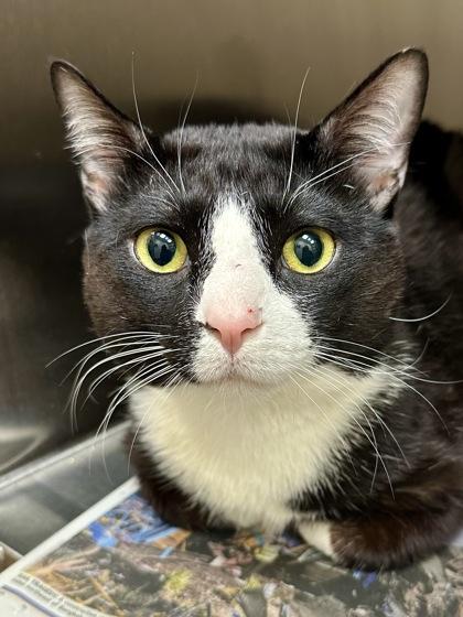 Piojio, Adoptable, Adult Male Domestic Short Hair.