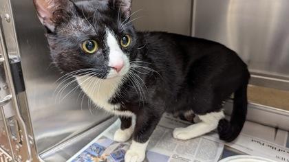 Enlarge Piojio, a Adoptable mixed breed in Wichita, KS image 2/2