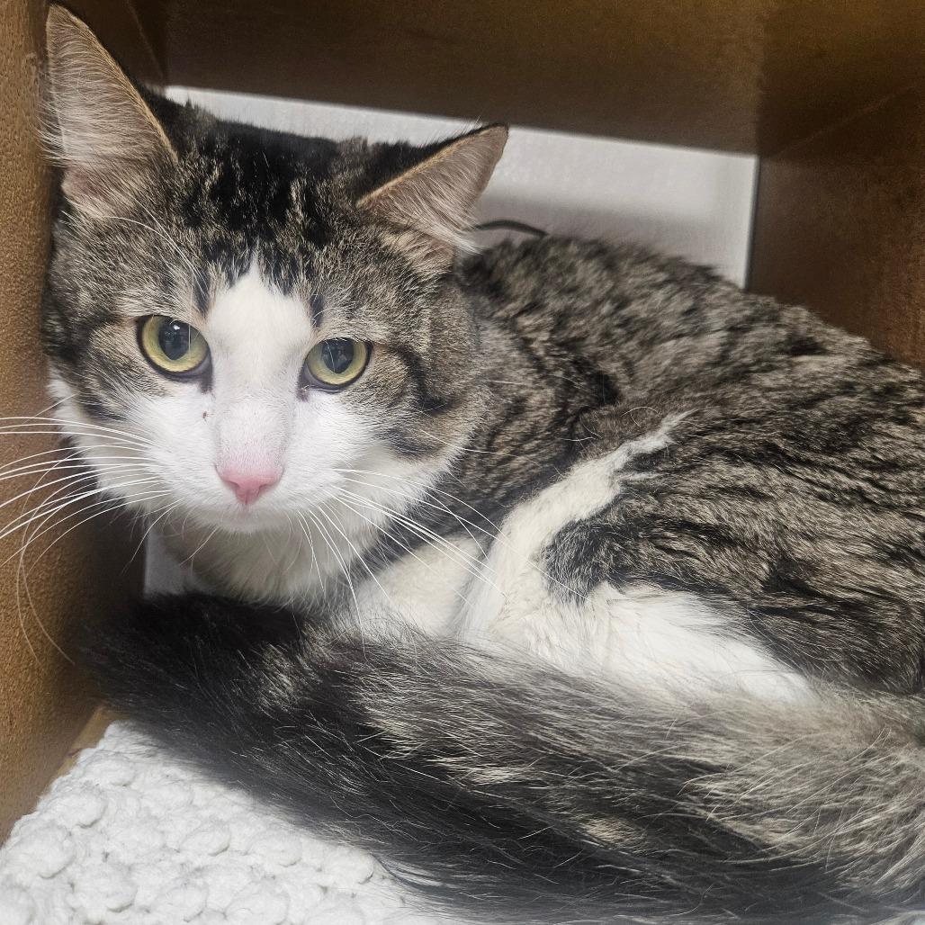 Moon pie, Adoptable, Adult Male Domestic Short Hair.