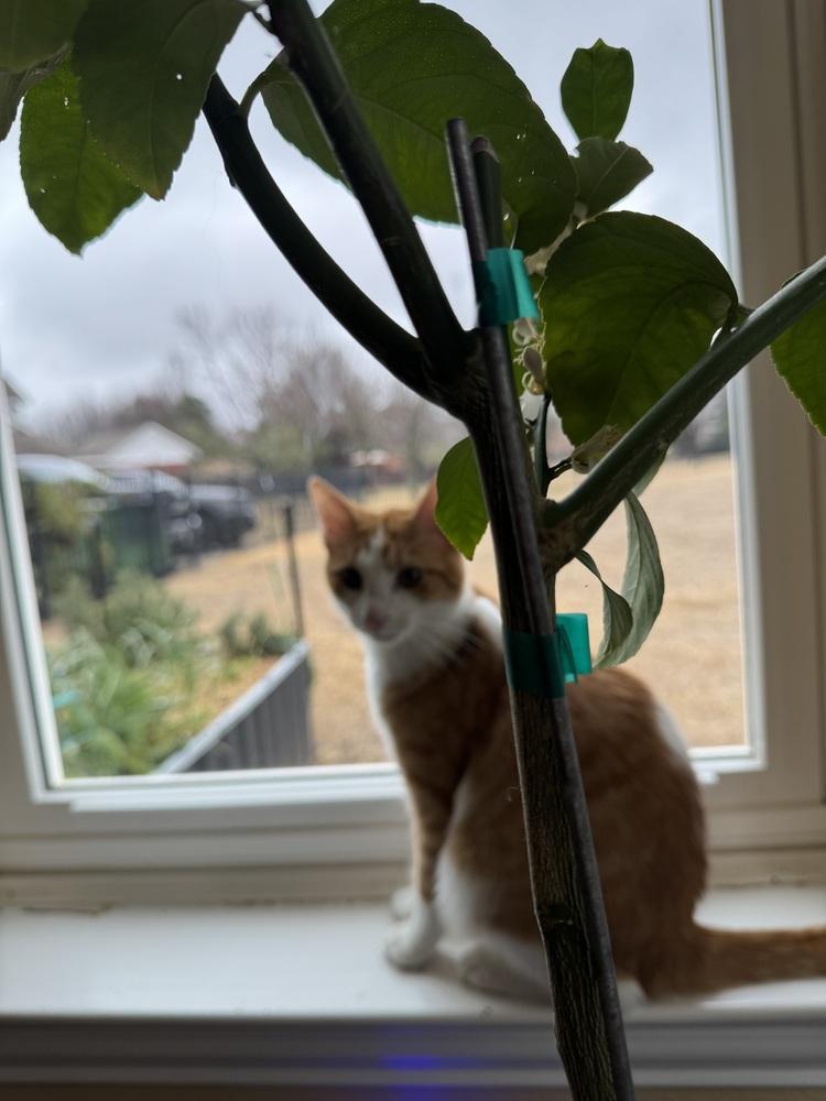 Enlarge Dandy Andy, a Adoptable mixed breed in Dallas, TX image 1/4