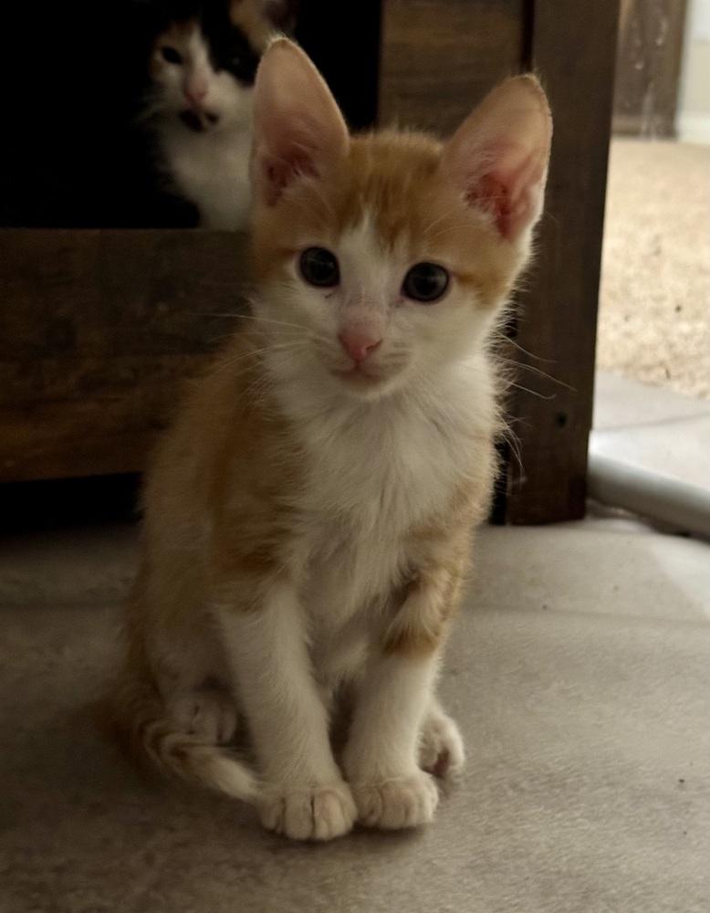 Enlarge Dandy Andy, a Adoptable mixed breed in Dallas, TX image 2/4