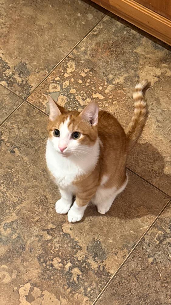 Dandy Andy — thumbnail 3