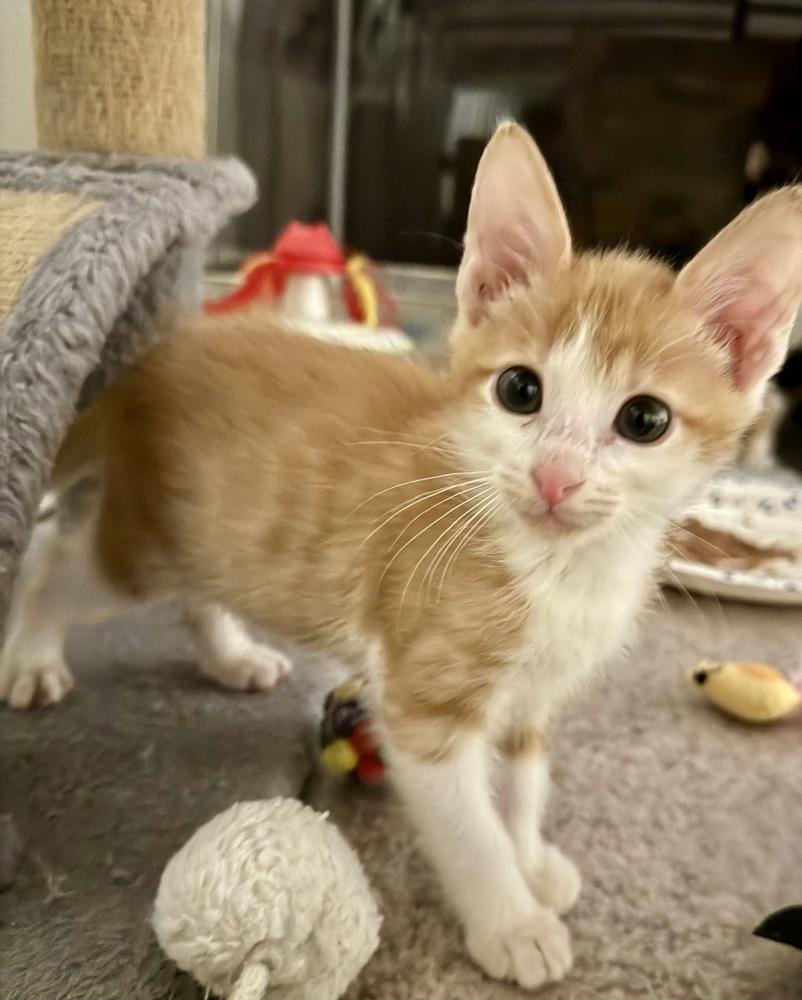 Dandy Andy — thumbnail 4