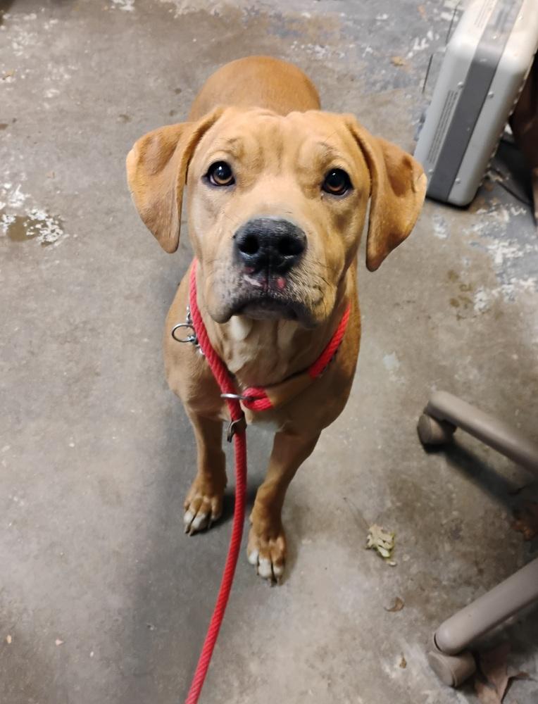 Edna #314, Adoptable, Young Female Shar-Pei.