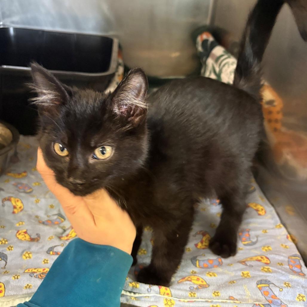 Armani, Adoptable, Kitten Male Domestic Short Hair.