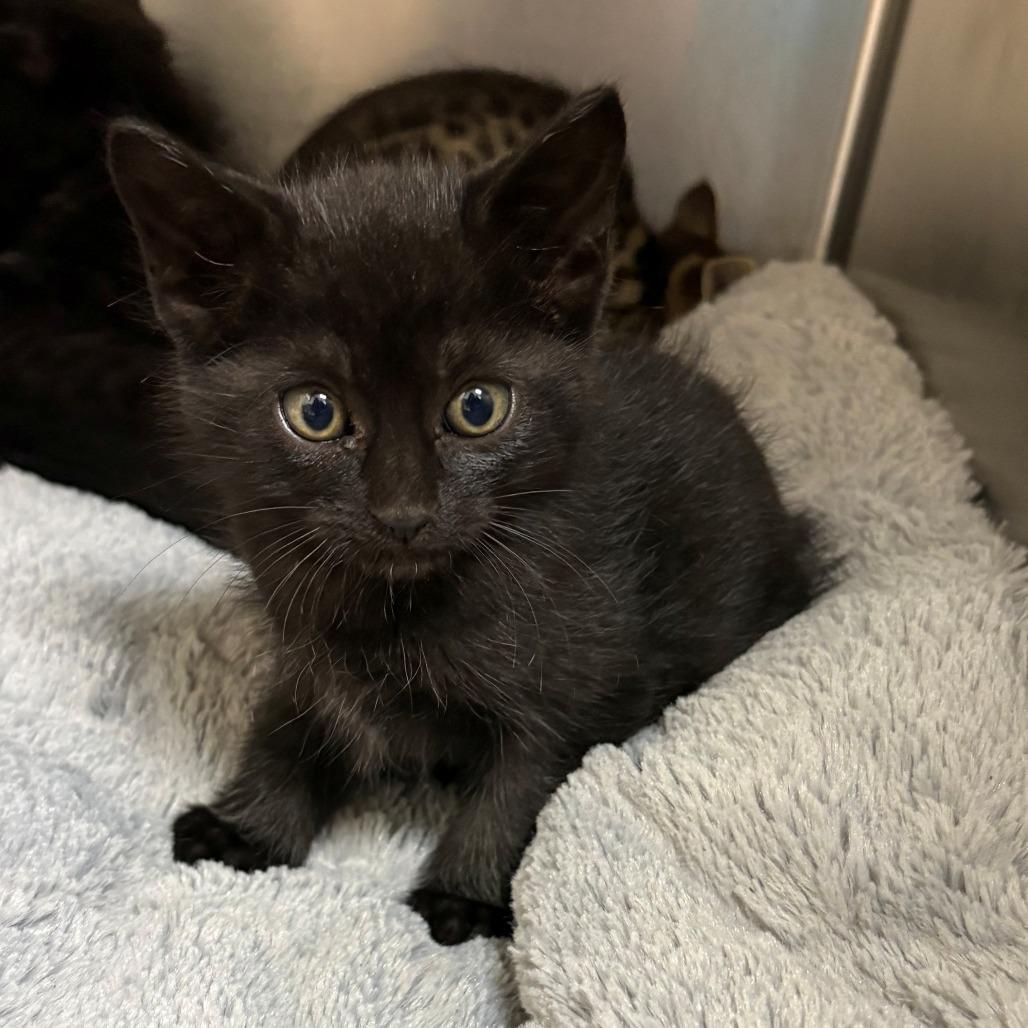 Enlarge Armani, a Adoptable Domestic Short Hair in Chehalis, WA image 2/2