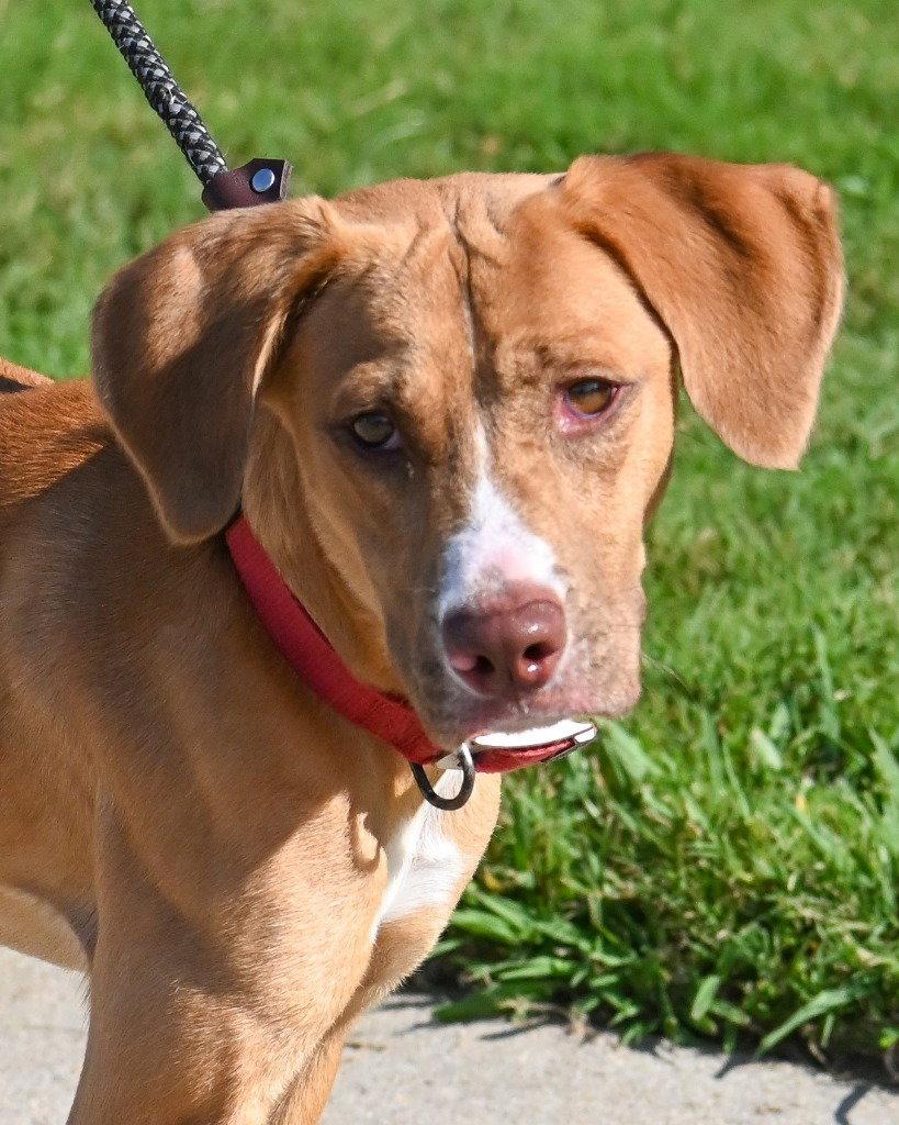 DA 30 Sourdough, Adoptable, Young Male Hound & Terrier.