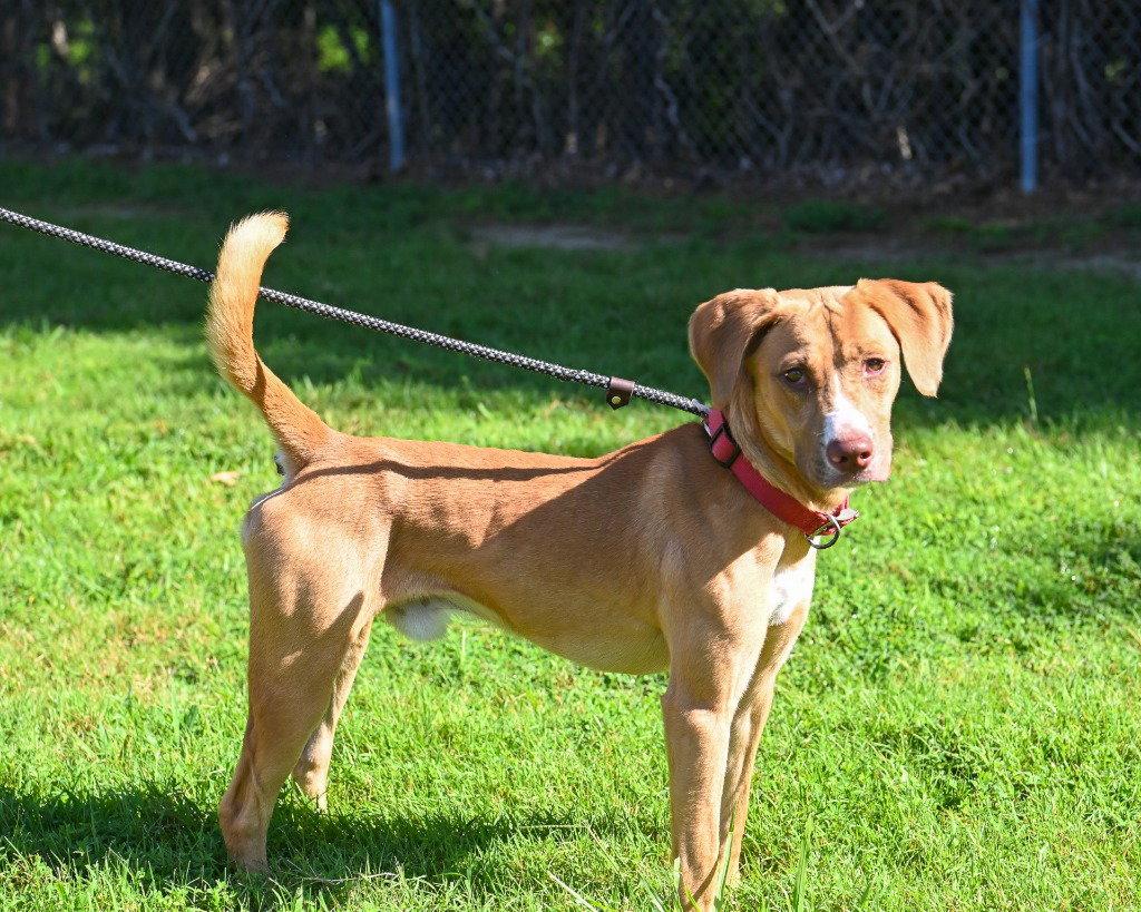 DA 30 Sourdough, a Adoptable mixed breed in Glen Allen, VA image 2/3