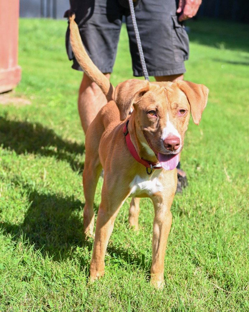 DA 30 Sourdough, a Adoptable mixed breed in Glen Allen, VA image 3/3