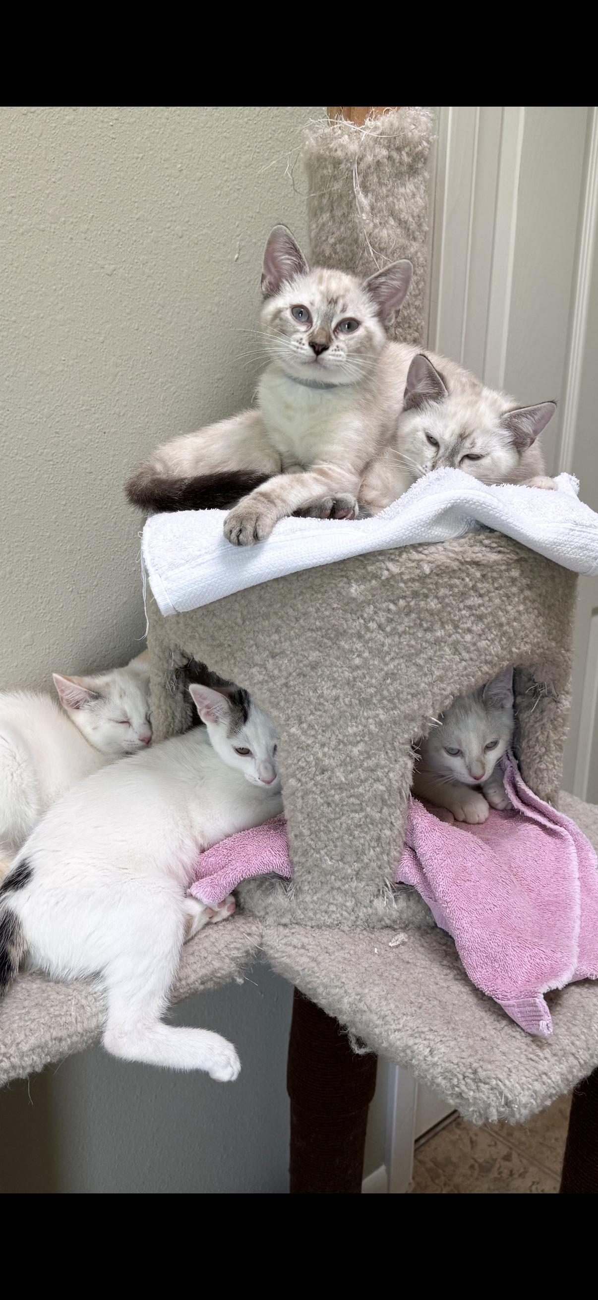Eugenie, Adopted, Kitten Female Domestic Short Hair & Siamese.
