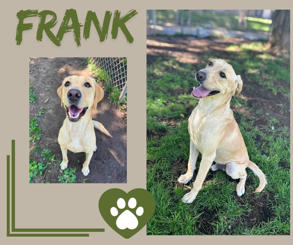 Frank, Adoptable, Young Male Labrador Retriever.
