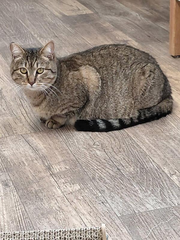 Ruby, Adoptable, Young Female Domestic Short Hair.