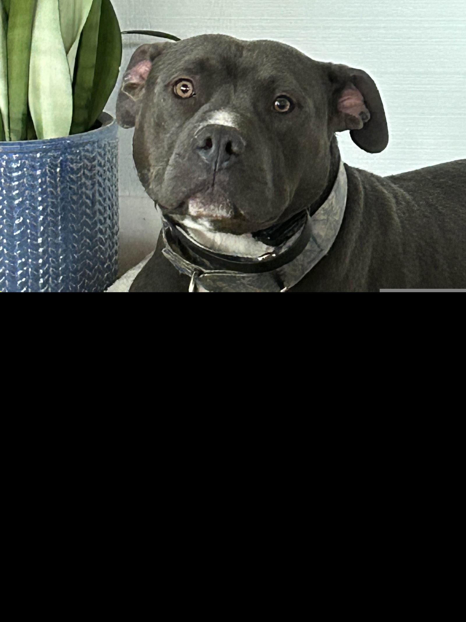 Enlarge Benny, a Adoptable Staffordshire Bull Terrier in Roseville, CA image 2/3