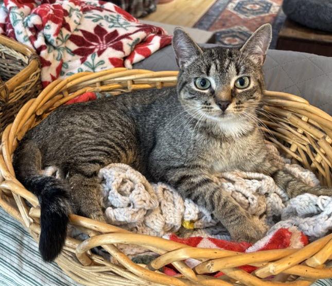 Enlarge Pepper  ***Special Needs:  CH***, a Adoptable mixed breed in FITCHBURG, MA image 4/6