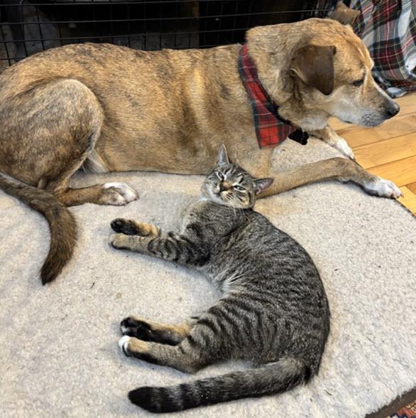 Pepper  Special Needs: thumbnail 3